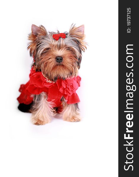 Yorkshire Terrier