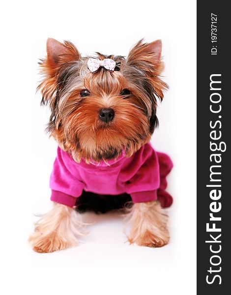 Yorkshire terrier on a white background