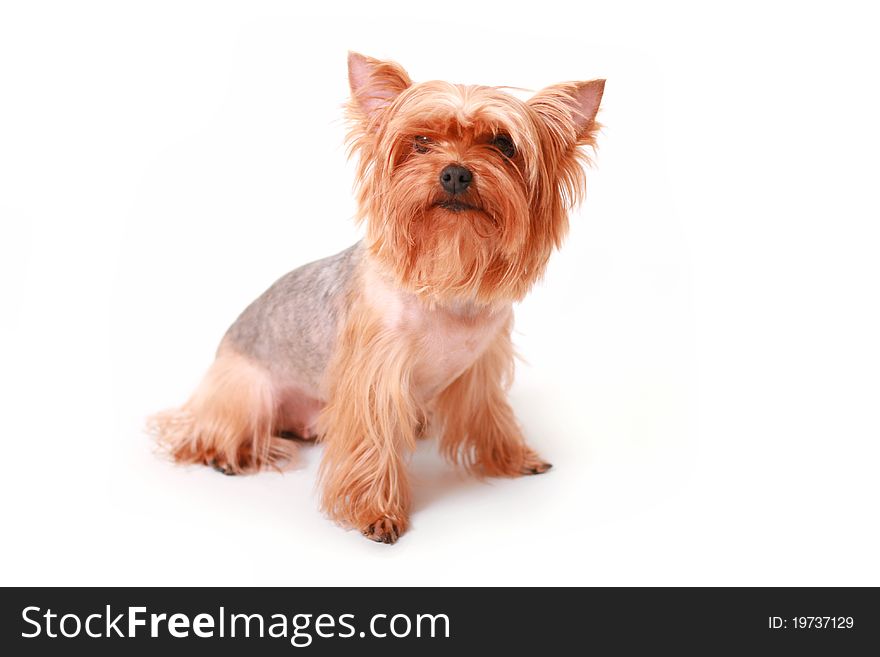 Yorkshire terrier on a white background