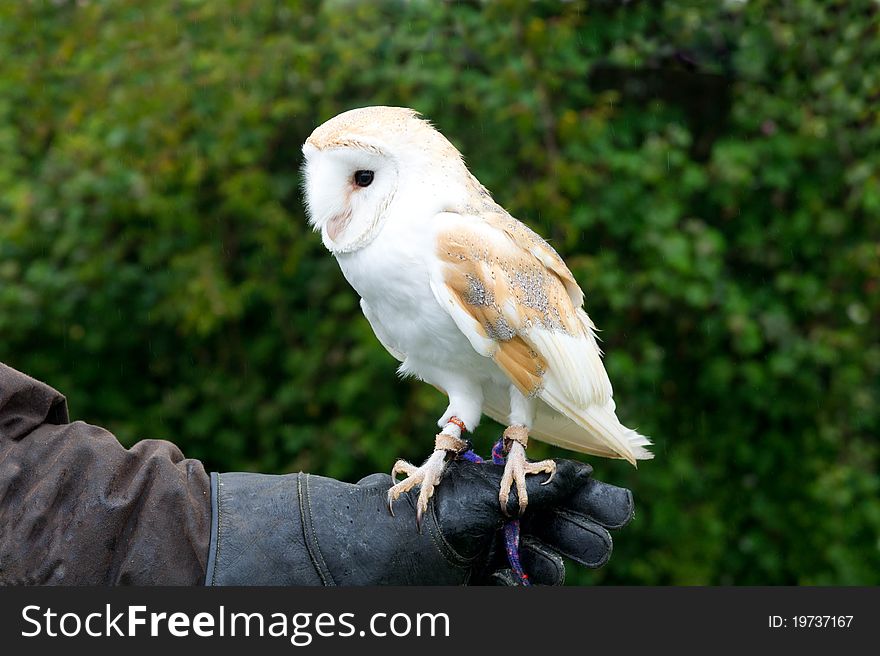 Beautiful white owl on the masters' glove