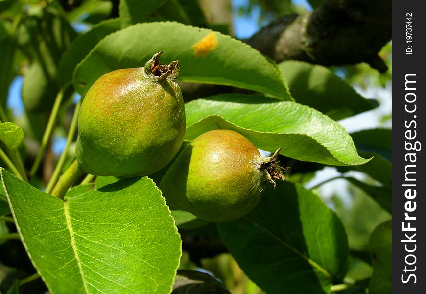 Detail photo of the pears in orchard