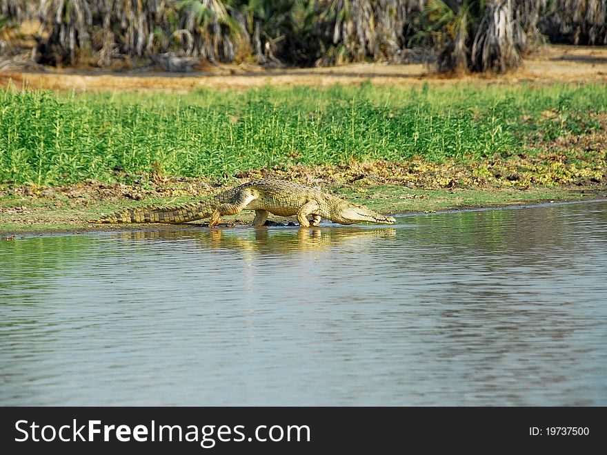 Nile Crocodile In The Rufiji River, Selous Reserve