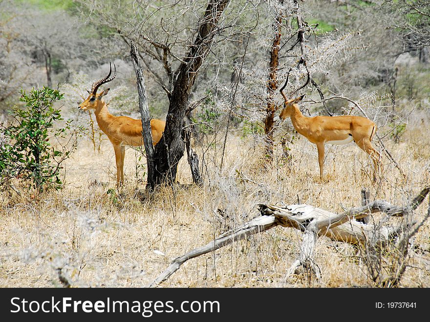 Wild impalas at selous national park