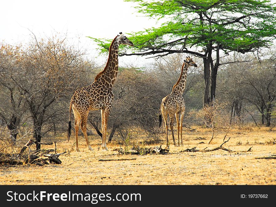 Masai giraffes in the Selous reserve, Tanzania