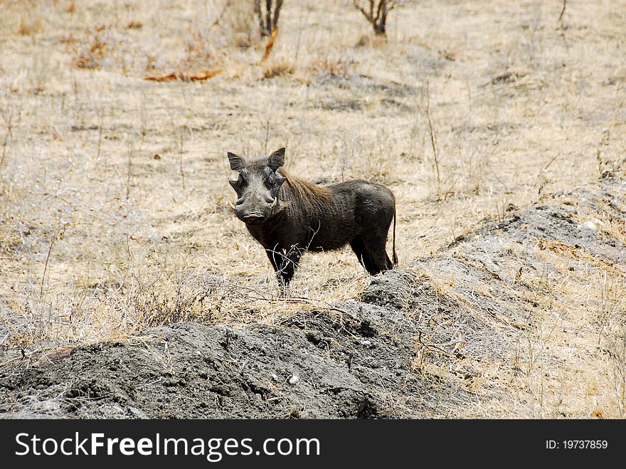 Warthog at Selous national park