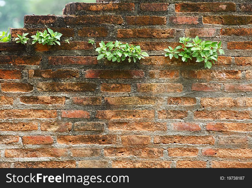 Old brick wall and new grass, Thailand