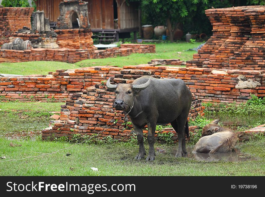 Buffalo in Ancient City, Ayutthaya