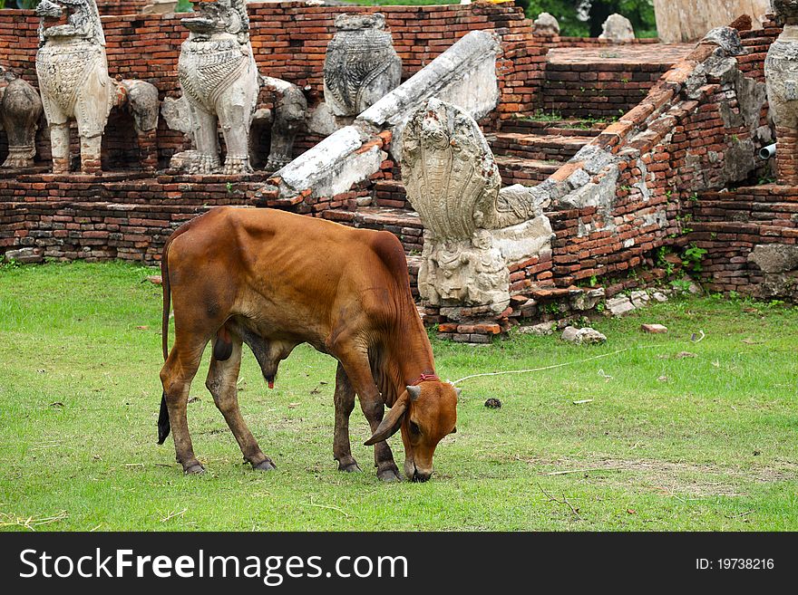 Cow feeding in Ancient City, Ayutthaya. Cow feeding in Ancient City, Ayutthaya