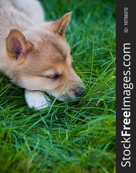 Husky puppy on green grass on summer day