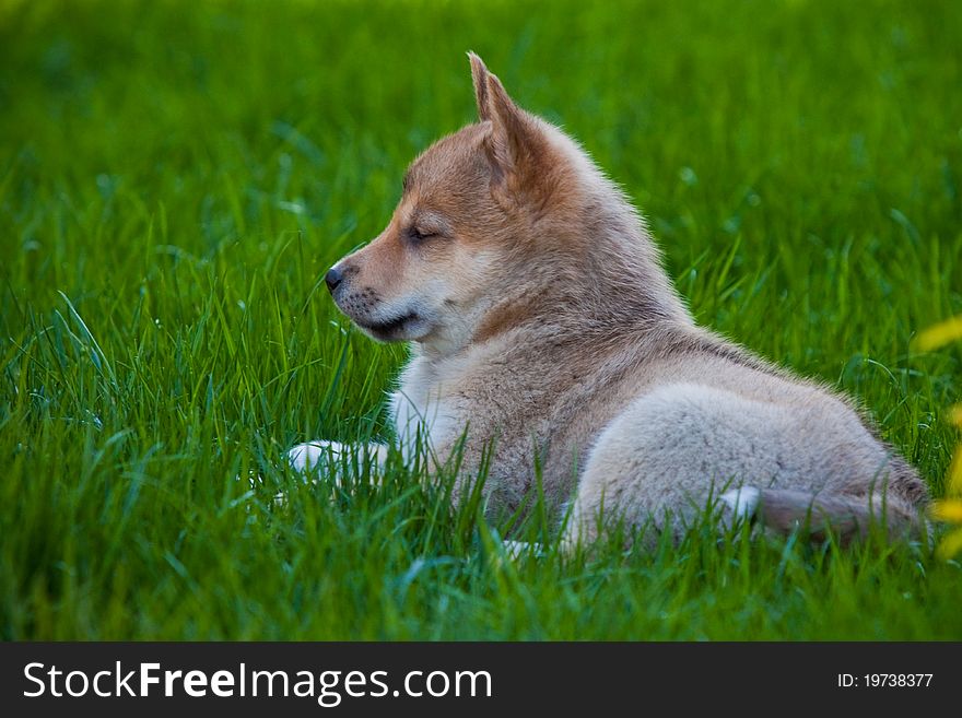 Husky Puppy On Green Grass