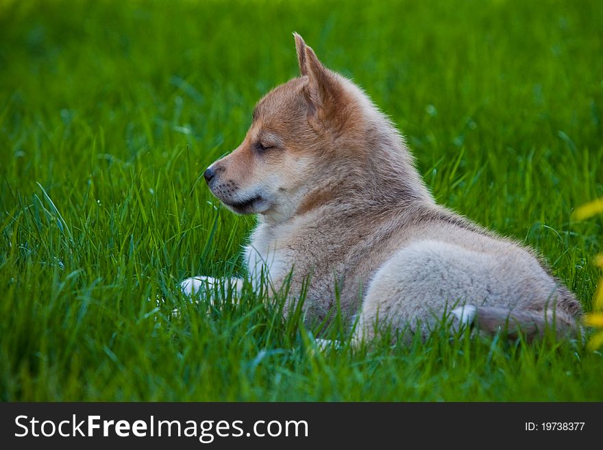 Husky puppy on green grass