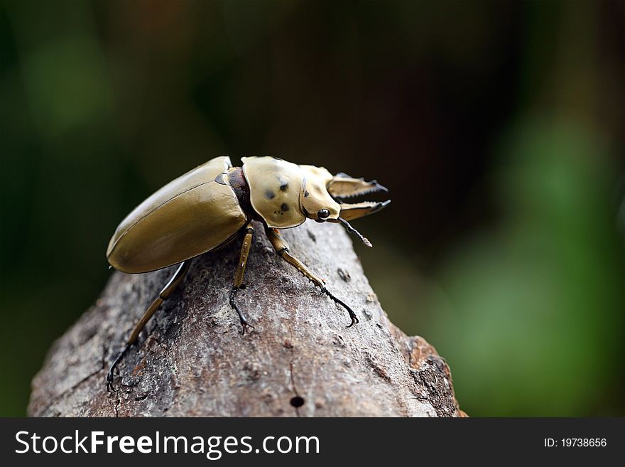 Close up of a beetle crawling on wood branch.