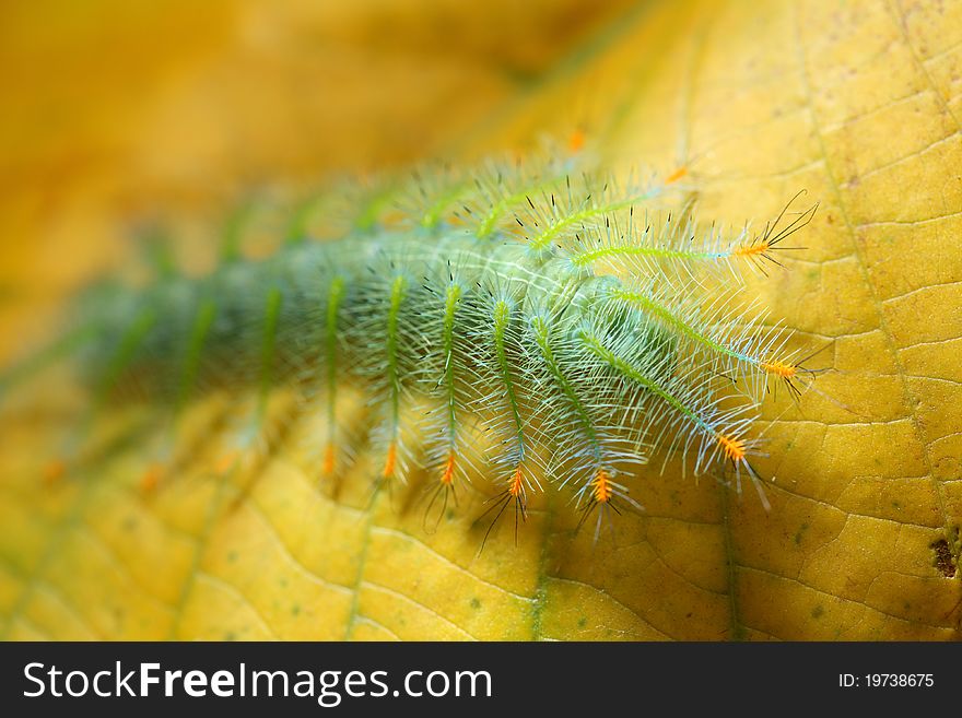 Close up of a hairy caterpillar crawling on yellow leaf.