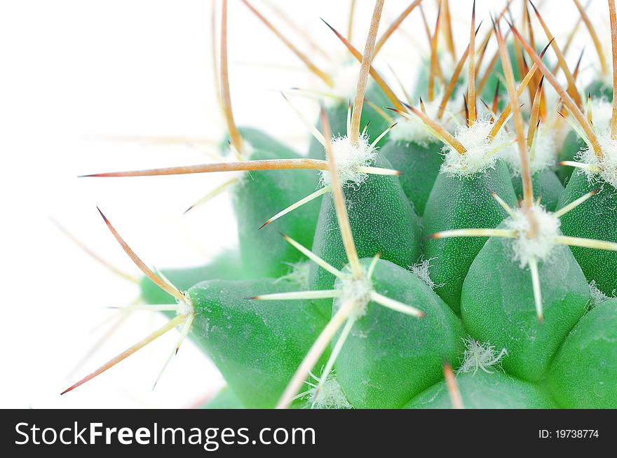 Close up of small cactus