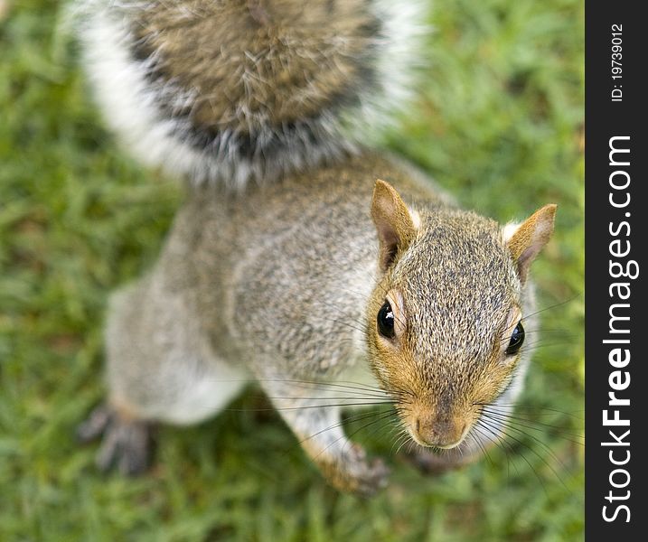 Cute squirrel or chipmunk standing upright. Cute squirrel or chipmunk standing upright