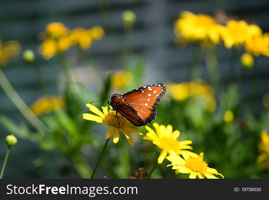 Butterfly on a flower