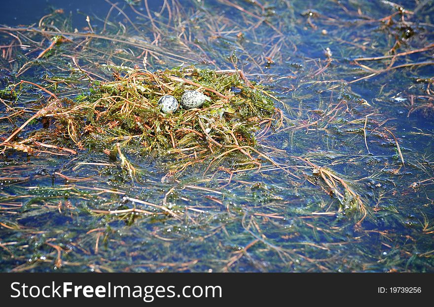 Sterna hirundo nest with two eggs. Sterna hirundo nest with two eggs