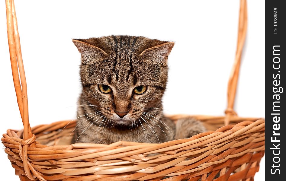 Striped Cat in basket on white