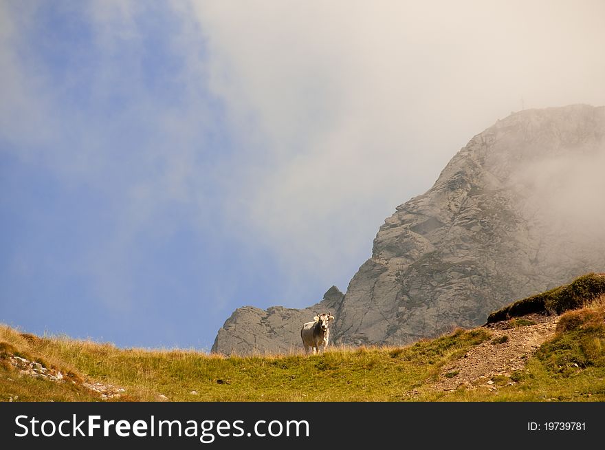 Lonely Cow in the alps