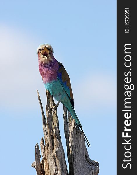 Lilacbreasted Roller sitting on log and sing