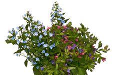 Spring Bouquet - Forget-me-not And Lungwort Royalty Free Stock Images Spring Bouquet - Forget-me-not And Lungwort Royalty Free Stock Images