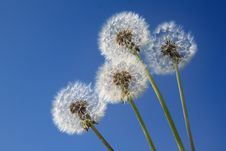 Dandelions On The Blue Sky Stock Photos Dandelions On The Blue Sky Stock Photos