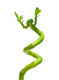 Branch Of Bamboo. Stock Photos Branch Of Bamboo. Stock Photos