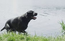 Dog In Water Royalty Free Stock Photos Dog In Water Royalty Free Stock Photos