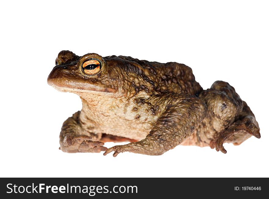 Photo of dark frog isolated on white background. Photo of dark frog isolated on white background