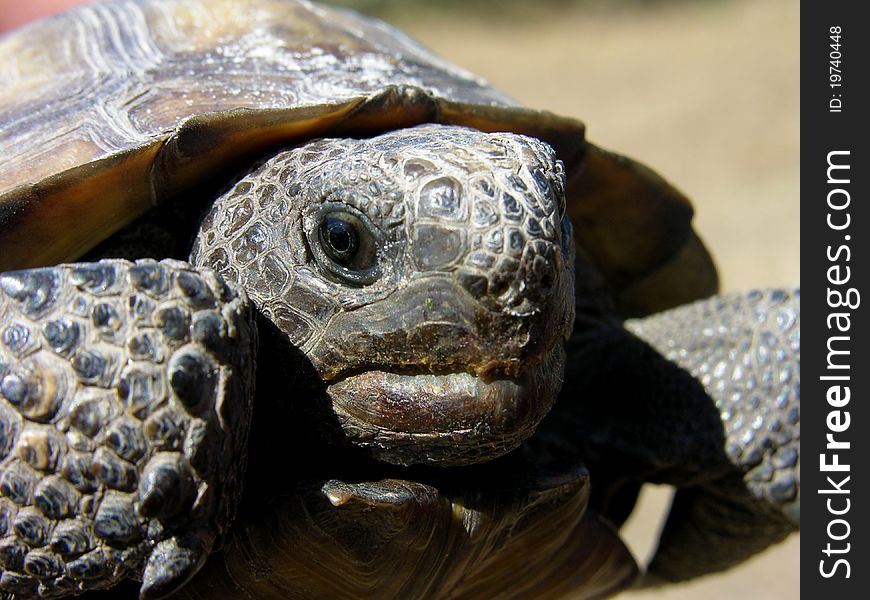 A close up shot of a Florida Gopher Turtle.