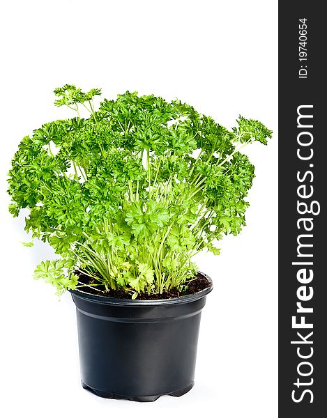 Parsley on a white background