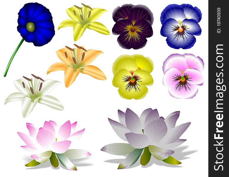 Collection of a colorful flowers with white background. Collection of a colorful flowers with white background