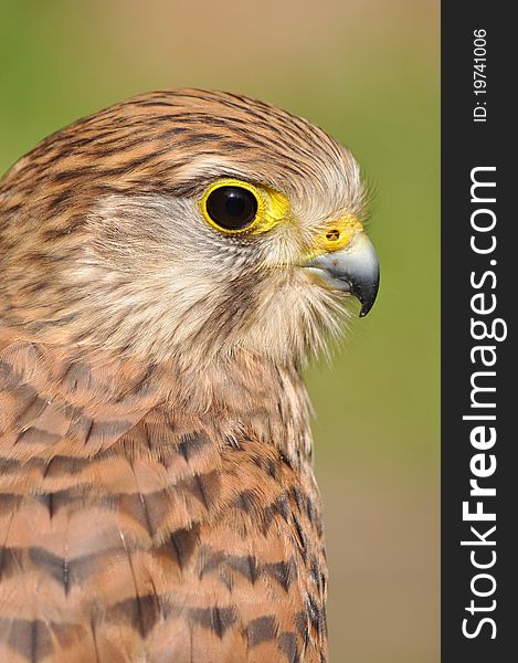 Common kestrel closeup, shallow depth of field