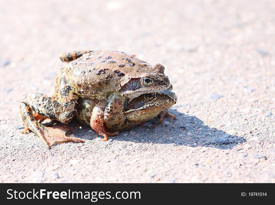 Two frogs embraced on the road on a sunny day