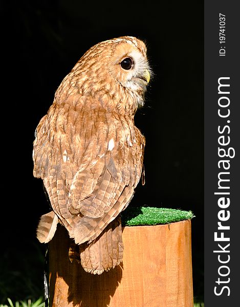 Barn owl standing on a trunk