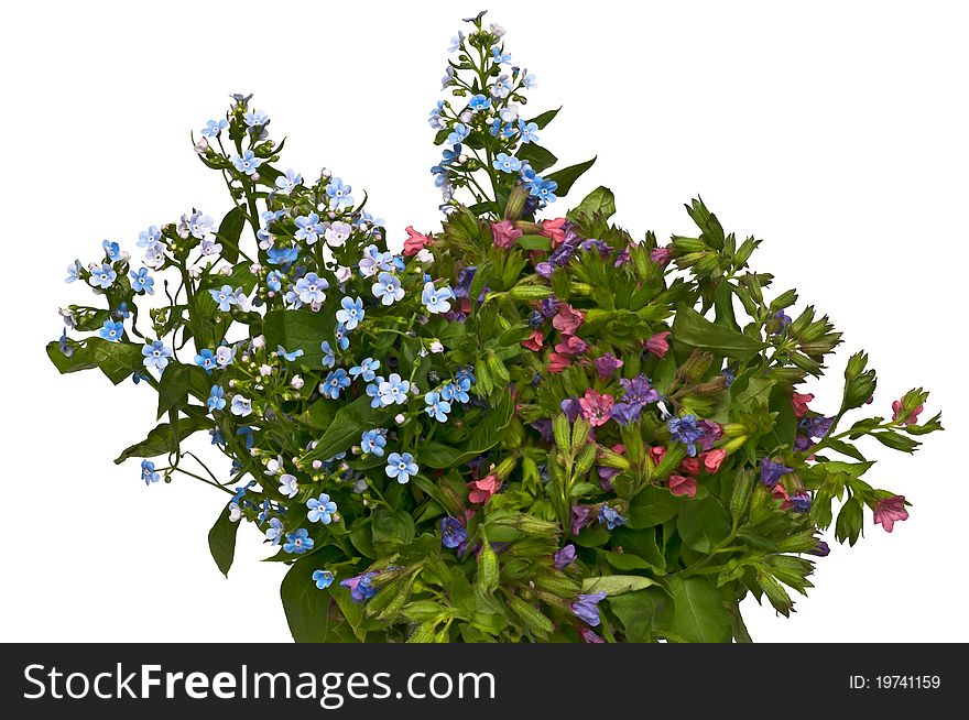 Spring bouquet - forget-me-not and lungwort isolated