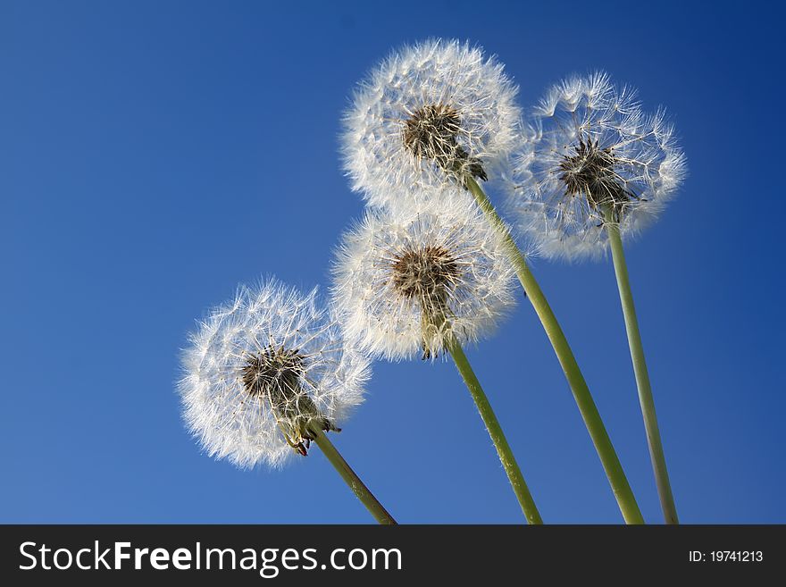 Dandelions on the blue sky background