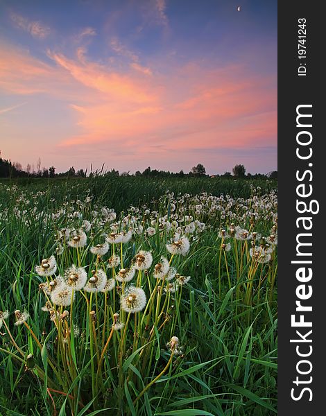 Dandelions At Sunrise