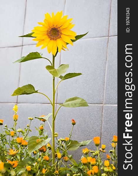 Sunflower grew among the flowers of marigolds on background of gray tiles