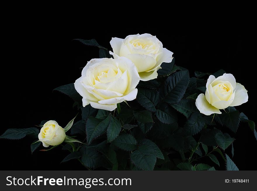 White roses on a black background. White roses on a black background
