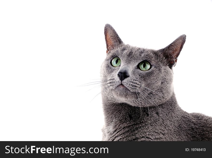 Portrait of a beautiful cat on a white background. Portrait of a beautiful cat on a white background