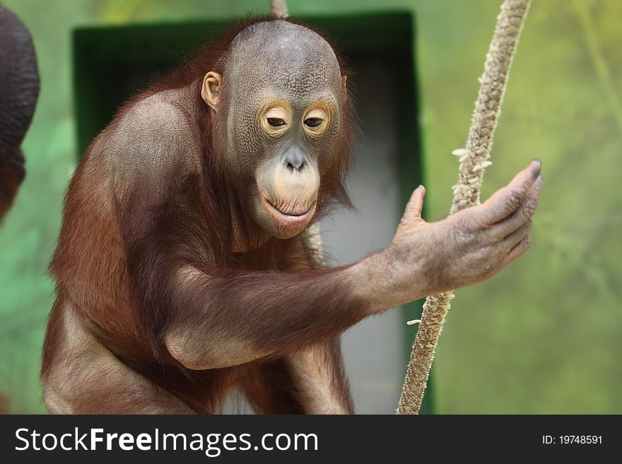 The juvenile of Bornean orangutang (Pongo pygmaeus). The juvenile of Bornean orangutang (Pongo pygmaeus).