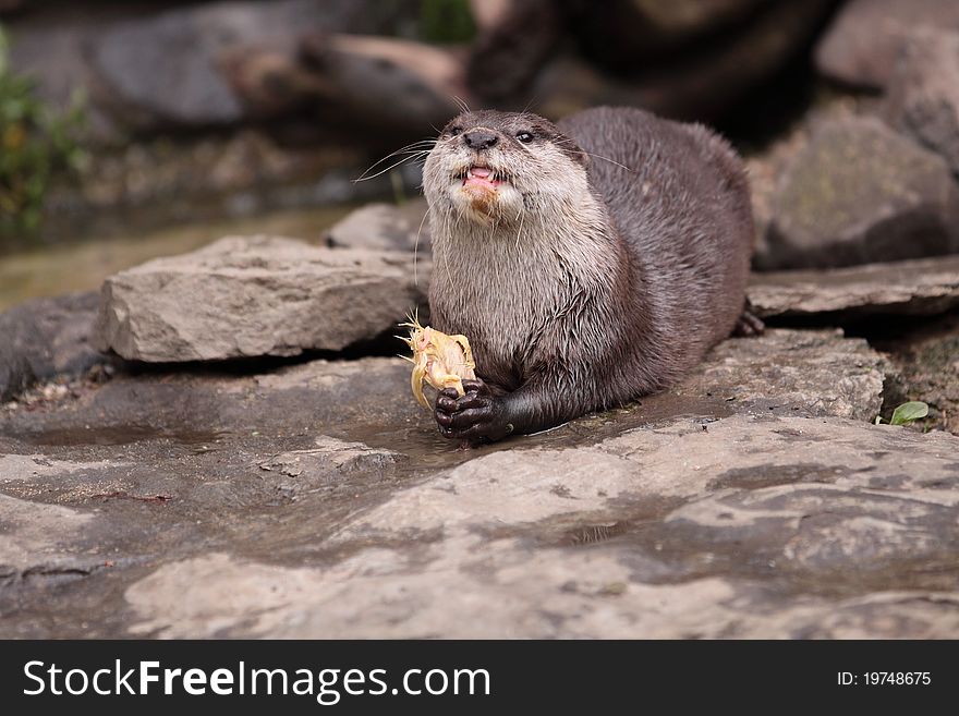 Oriental small-clawed otter