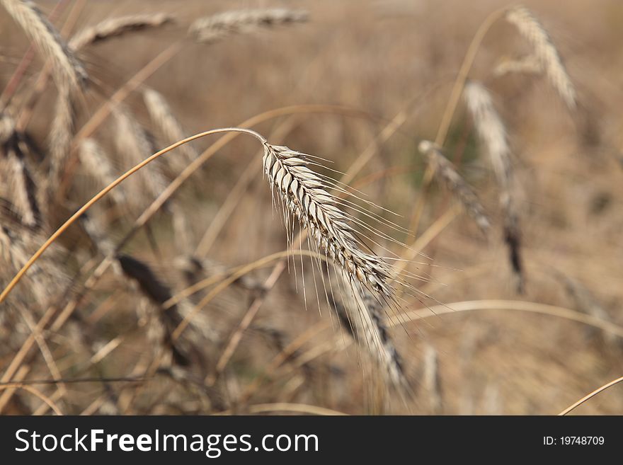 The corn is getting ripe in the field