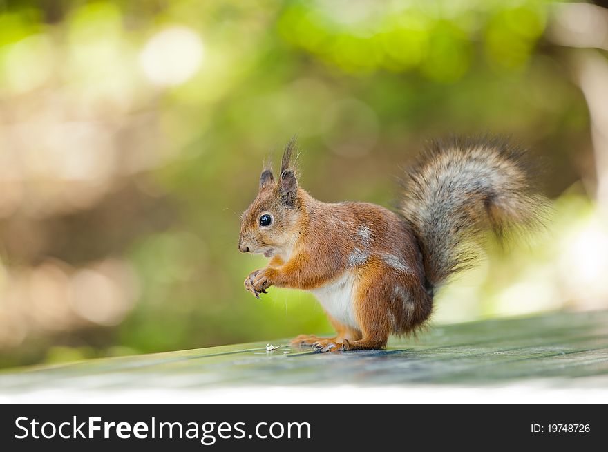 A squirrel stands on table. Background is nicely blurred creating dreamlike effect. A squirrel stands on table. Background is nicely blurred creating dreamlike effect.