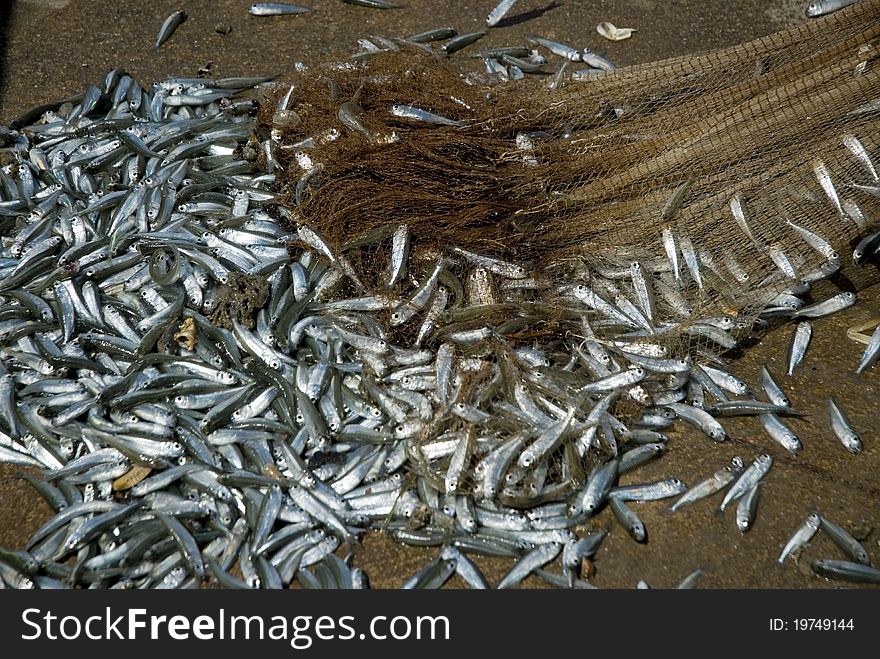 Fishes in the fishnet at the beach in Thailand. Fishes in the fishnet at the beach in Thailand.