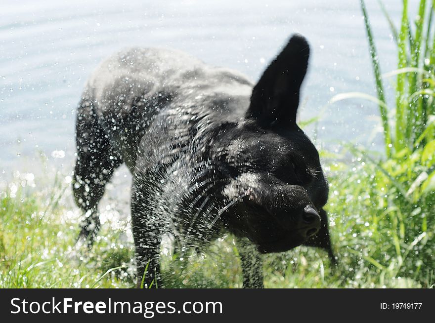 Black labrador retriever shaking off water after swimming. Black labrador retriever shaking off water after swimming