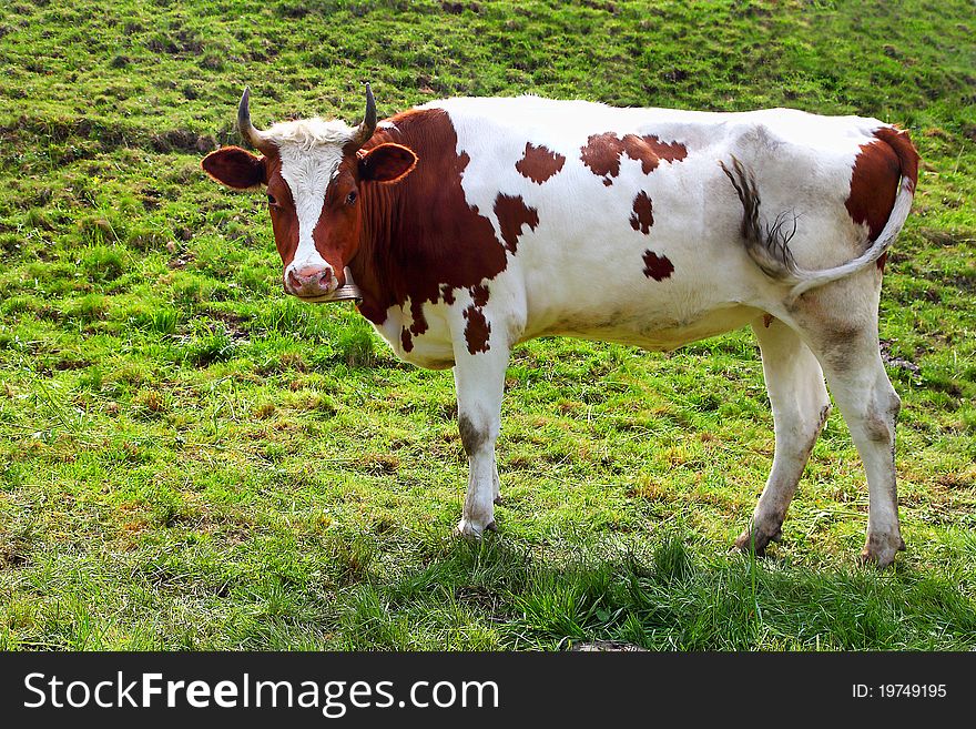 Gorgeous alpine cow on a meadow