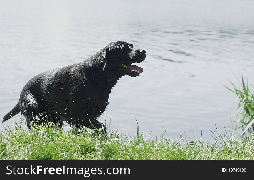 Black labrador retriever coming out of the water. Black labrador retriever coming out of the water