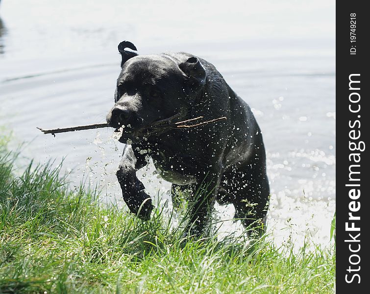 Black labrador retriever coming out of the water with a stick. Black labrador retriever coming out of the water with a stick